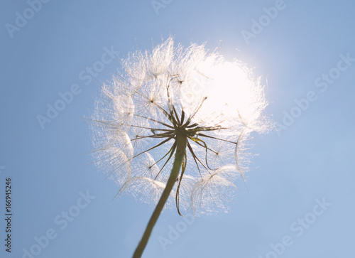 Dandelion against the blue sky and sun shines through it