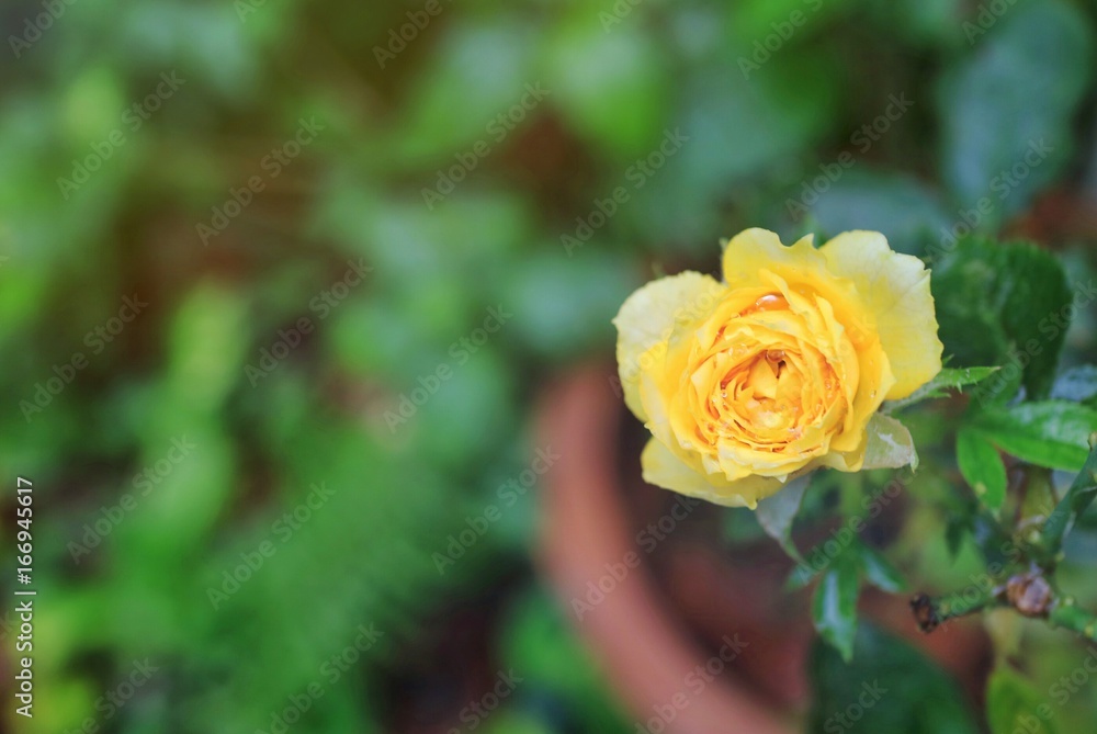 Beautiful little yellow rose after the rain in the spring evening. Soft focus with blurred green leaves background. Beautiful little yellow rose after the rain in the spring evening. Soft focus with blurred green leaves background.
