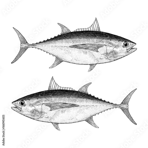 Big Eye Tuna