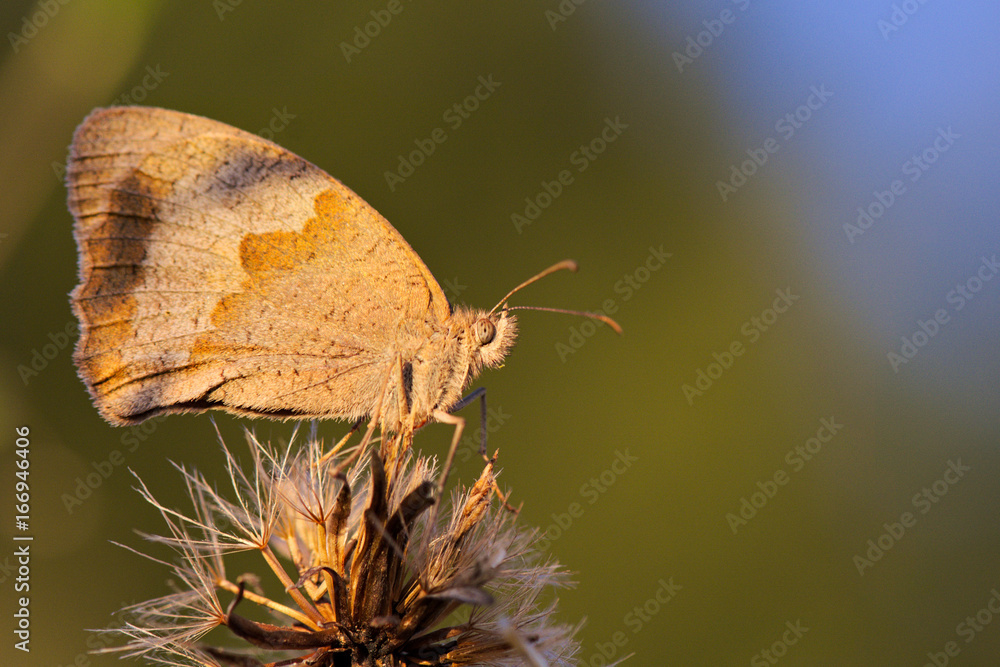 Obraz premium Maniola jurtina