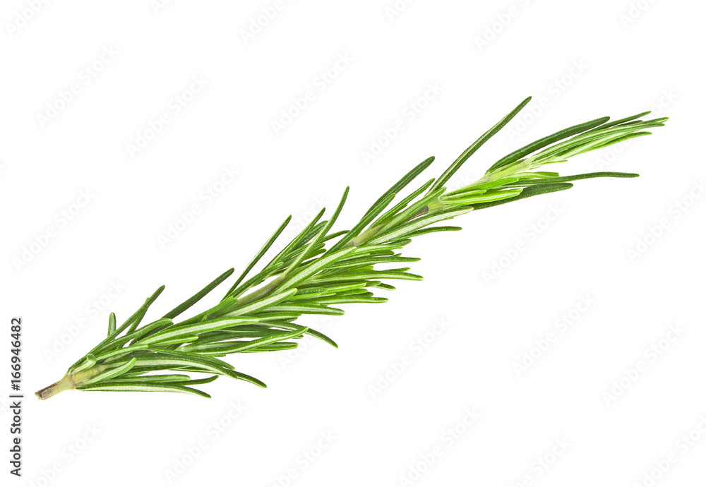 Rosemary isolated on white background Rosemary isolated on white background
