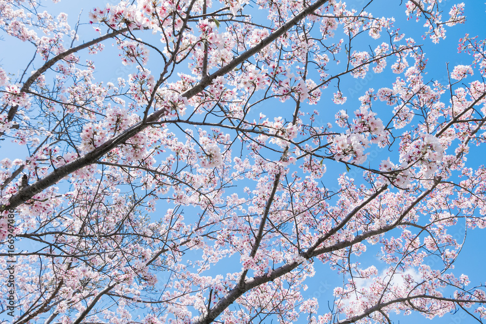 Beautiful cherry blossom sakura in spring season in Japan,many sakura flower background