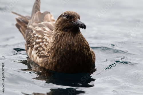 Skua Stercorario Maggiore uccello che vive al nord photo