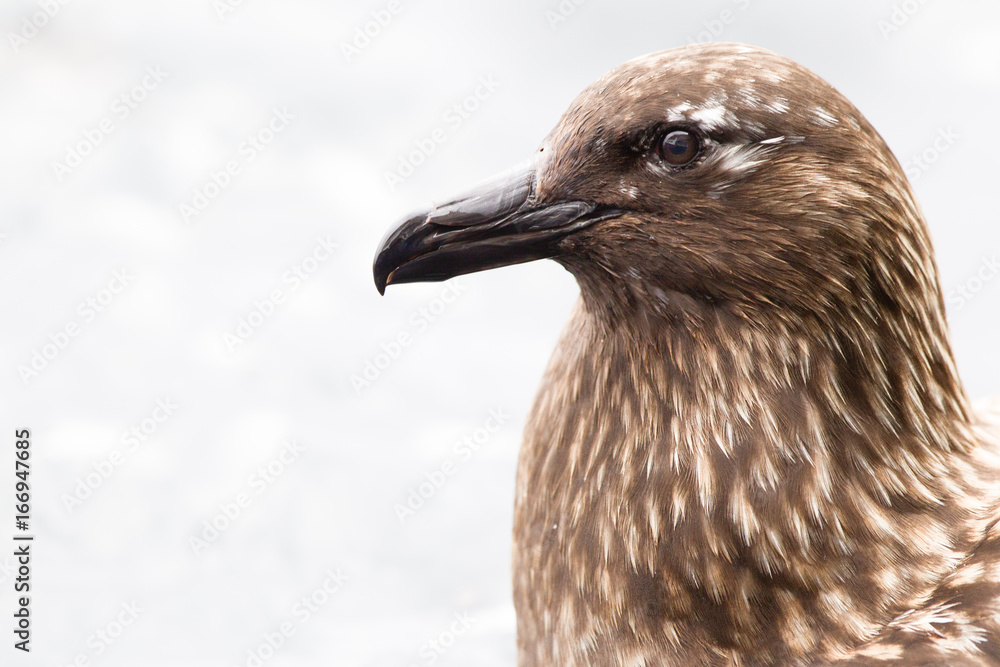 Skua Stercorario Maggiore uccello che vive al nord Skua Stercorario Maggiore uccello che vive al nord