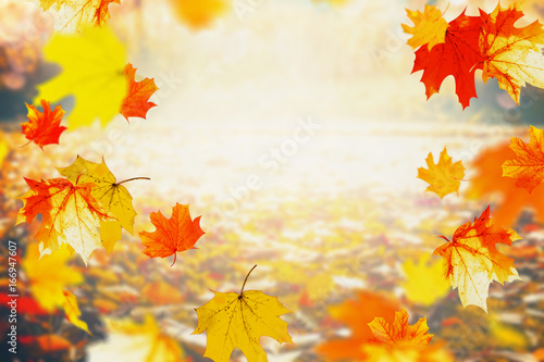 Autumn colorful falling leaves on sunny day, outdoor fall nature background, frame