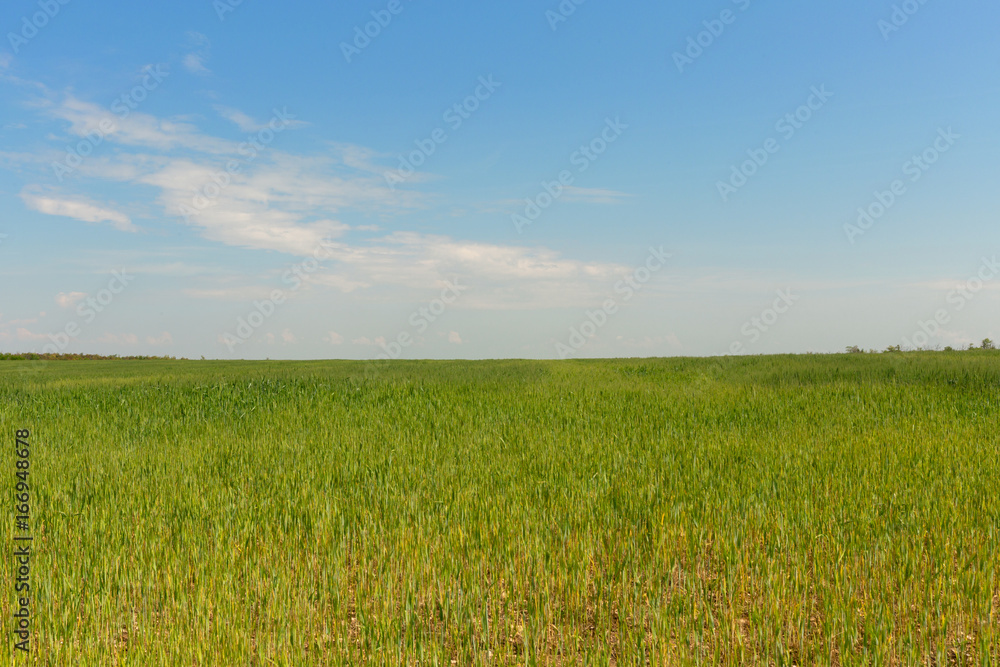 Green field of grass in spring, landscape Green field of grass in spring, landscape