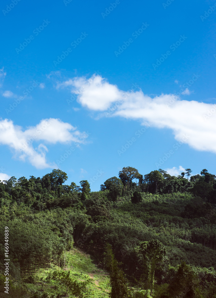 Evergreen forest with lush green trees above sky and cloud, serenity background.