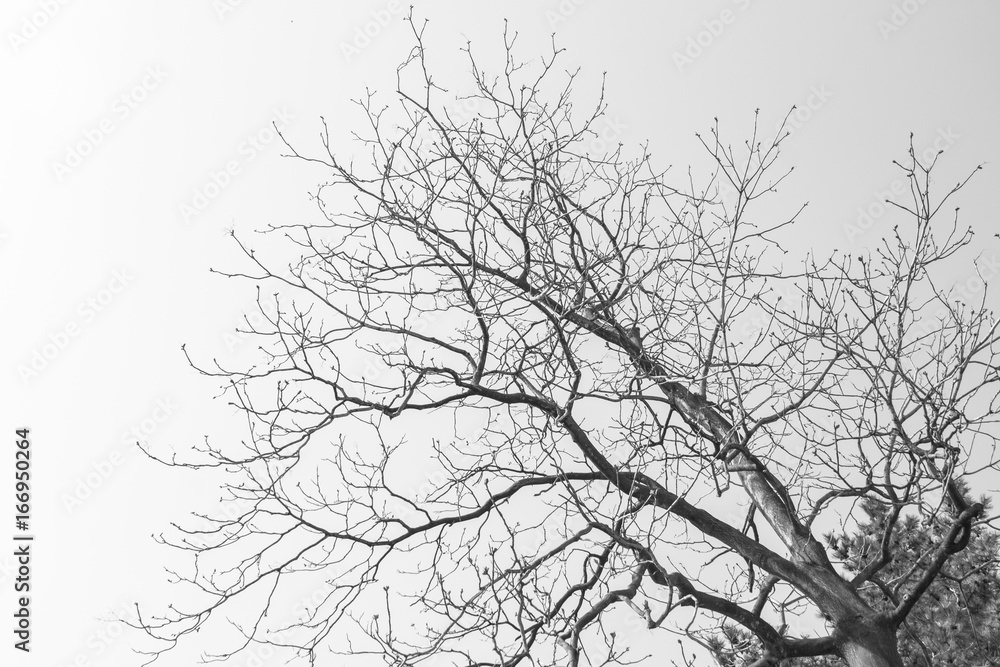 Fototapeta premium silhouette tree branches on a white sky