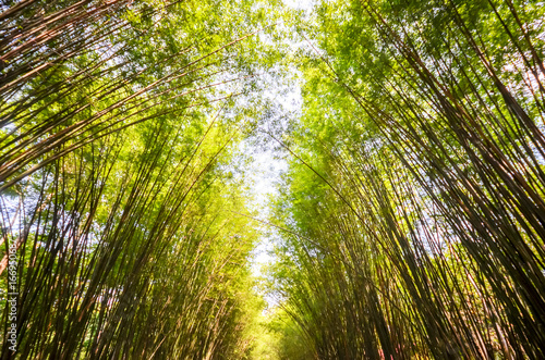 Bamboo Forest in thailand