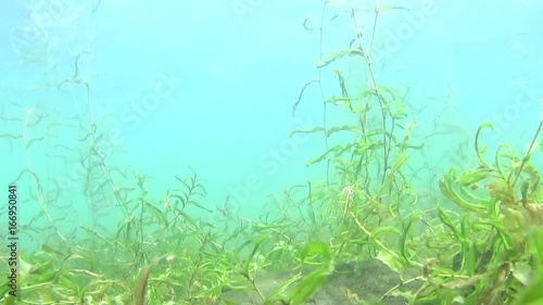琵琶湖（水中）
