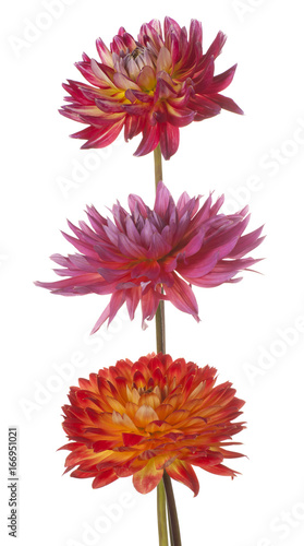Fototapeta Naklejka Na Ścianę i Meble -  dahlia flower isolated