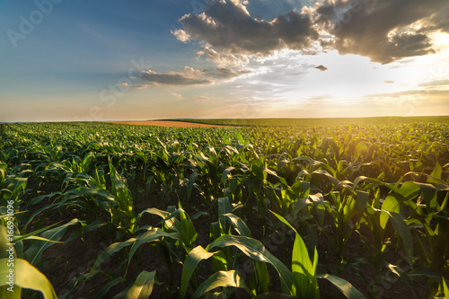 Photos field with ripe corn