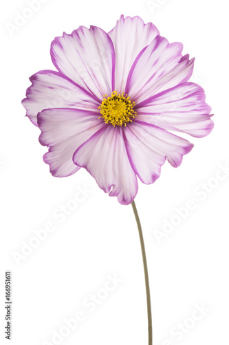 cosmos flower isolated