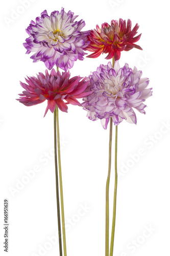 Fototapeta Naklejka Na Ścianę i Meble -  dahlia flower isolated