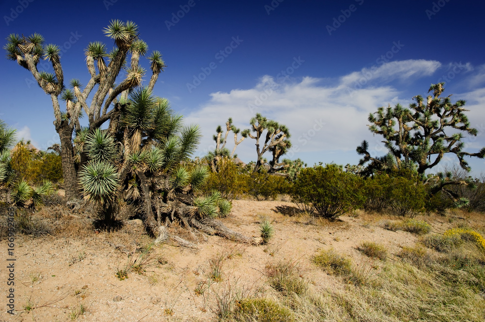 Fototapeta premium Joshua Trees