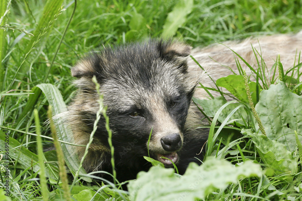 Naklejka premium Wasbeerhond gromt