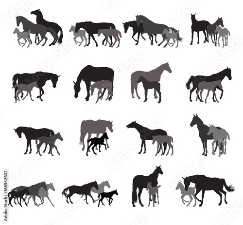 Groups of isolated horses and foals silhouettes