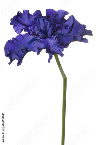 Fototapeta Naklejka Na Ścianę i Meble -  iris flower isolated