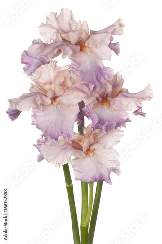 Fototapeta Naklejka Na Ścianę i Meble -  iris flowers isolated