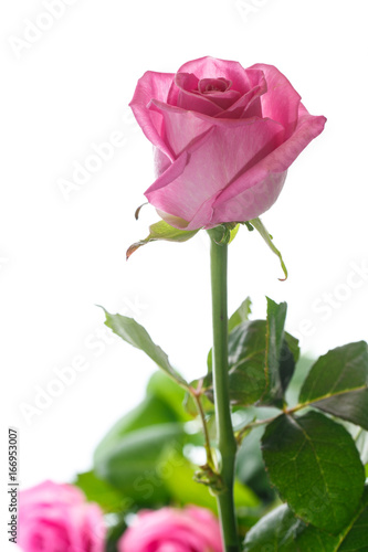 Beautiful pink rose