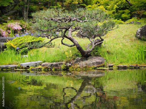 small tree in Nara Park with lake photo