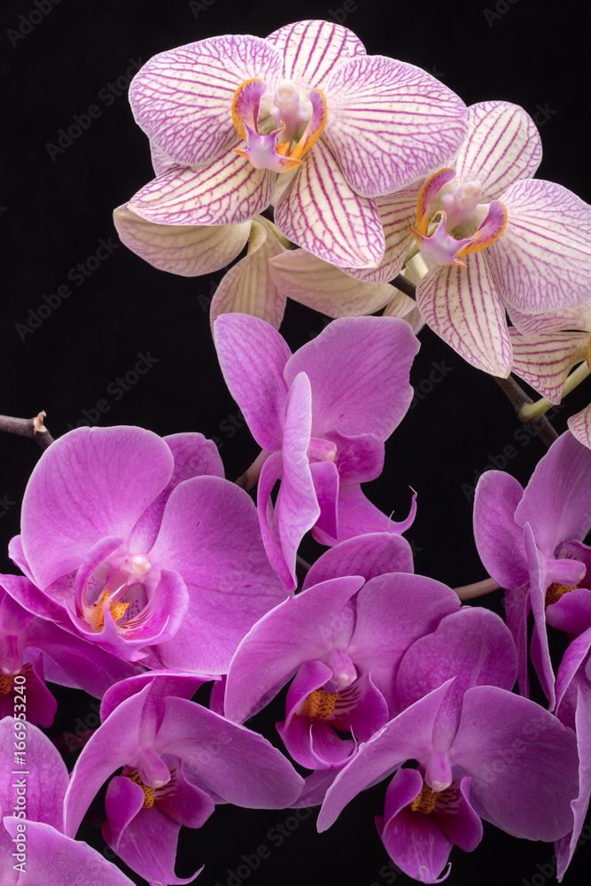 Fototapeta premium Beauty colorful orchid flowers isolated on black background