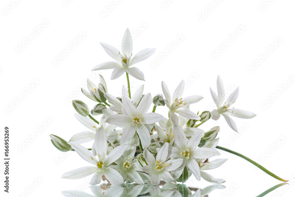 Obraz premium Ornithogalum umbellatum .Beautiful white flowers.