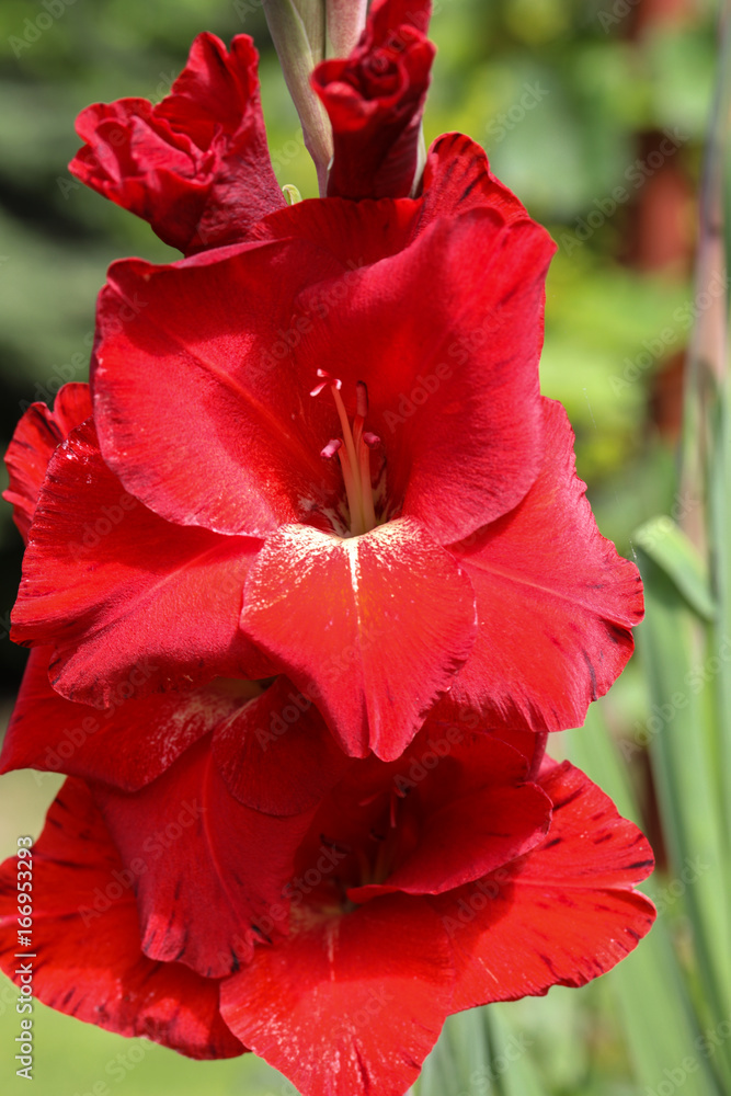 Head of  gladiousi flower in summer garden
