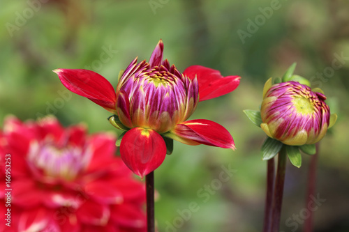 Fototapeta Naklejka Na Ścianę i Meble -  Head of  red dahlia flower in summer garden