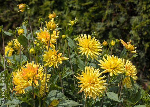 Fototapeta Naklejka Na Ścianę i Meble -  Head of  yellow dahlia flower in summer garden