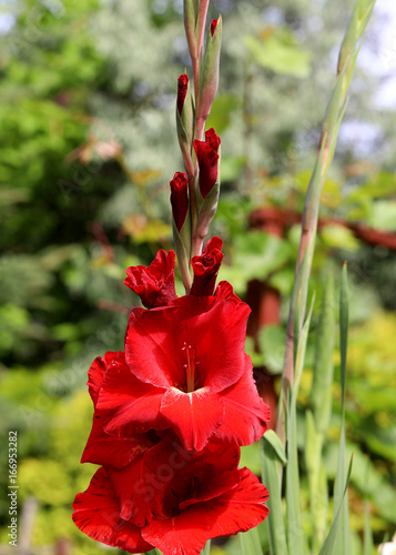 Fototapeta Naklejka Na Ścianę i Meble -  Head of  gladiousi flower in summer garden