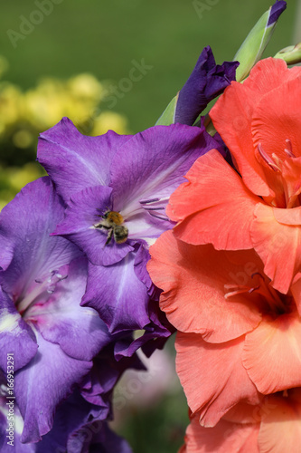 Fototapeta Naklejka Na Ścianę i Meble -  Head of  gladiousi flower in summer garden