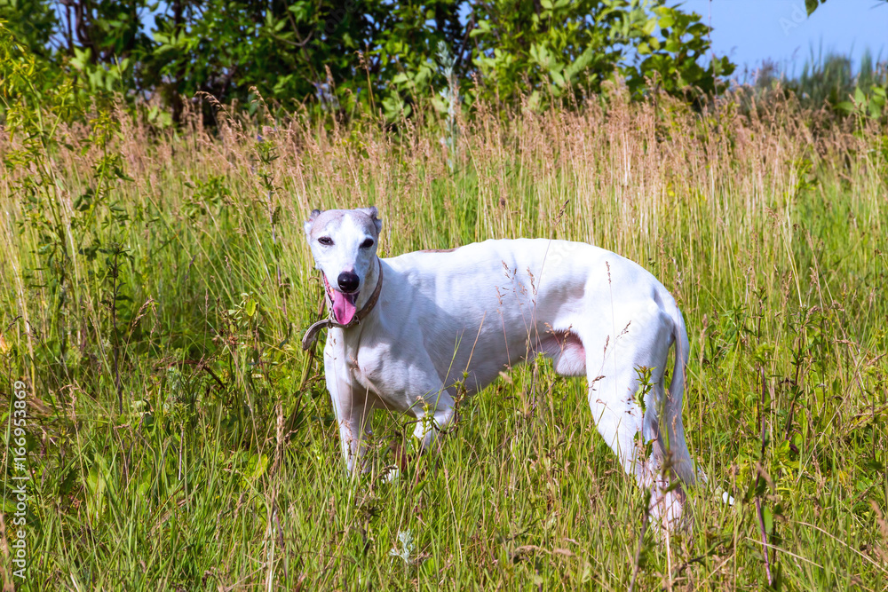 English greyhound standing in the grass on a green meadow English greyhound standing in the grass on a green meadow