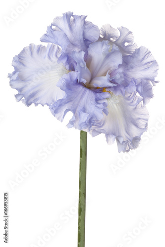 Fototapeta Naklejka Na Ścianę i Meble -  iris flower isolated