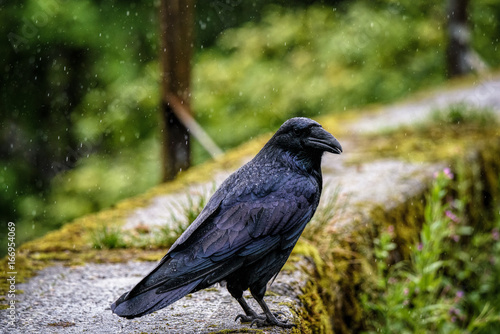 Corvus corax (Common Alaskan Raven)