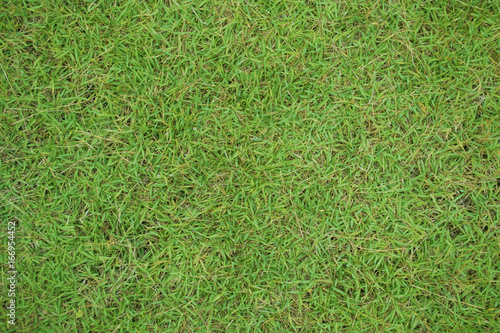 Grass texture background