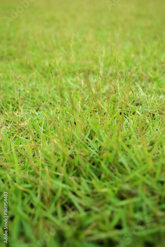 close up Grass texture background