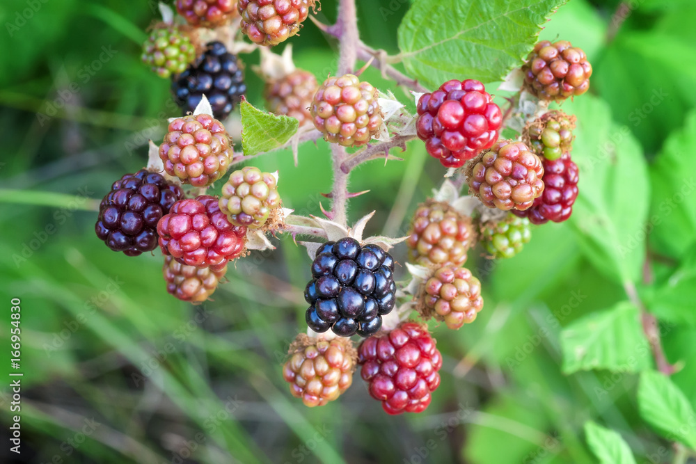 Blackberry Blackberry