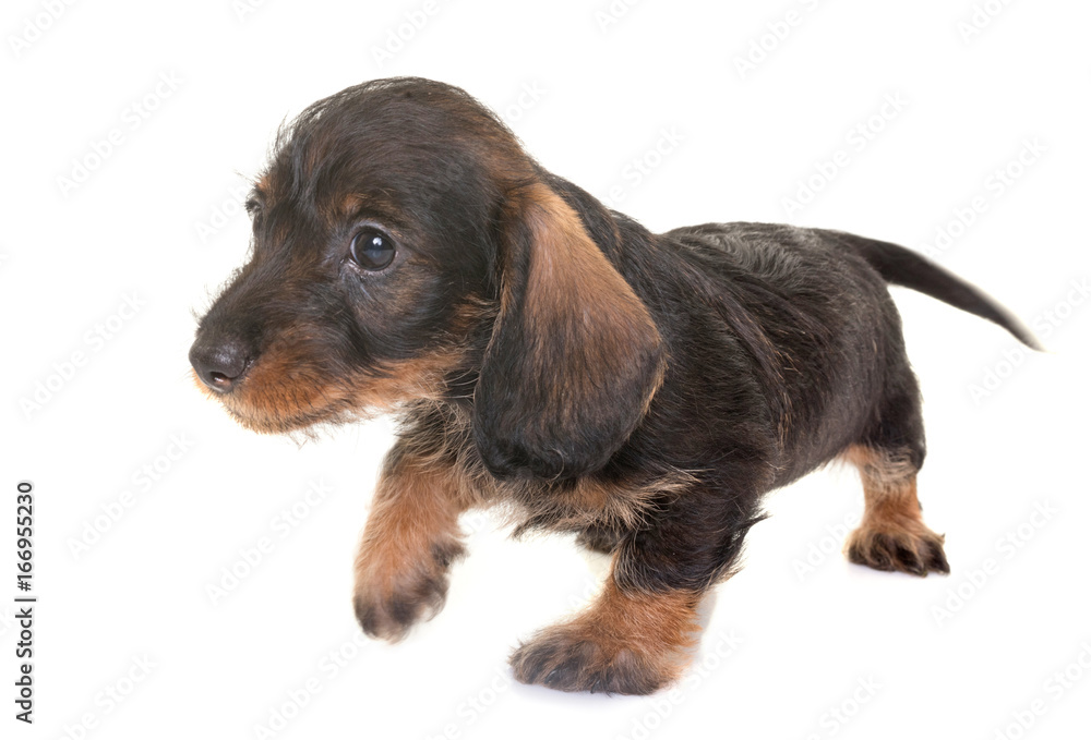 puppy Wire-haired Dachshund puppy Wire-haired Dachshund