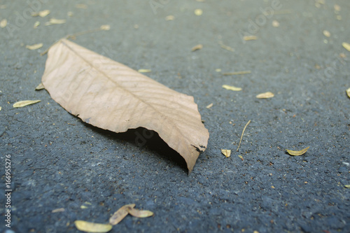 dry leaf on Asphalt floor