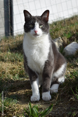 Chat noir et blanc