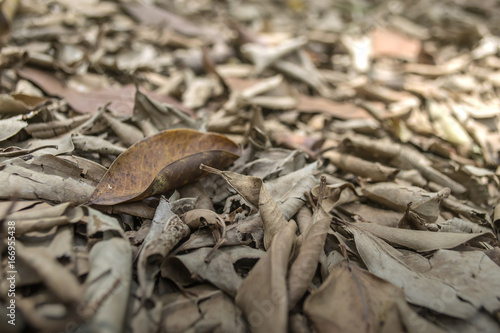 dry leaves texture on ground