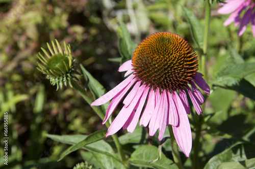 Pistil en boule