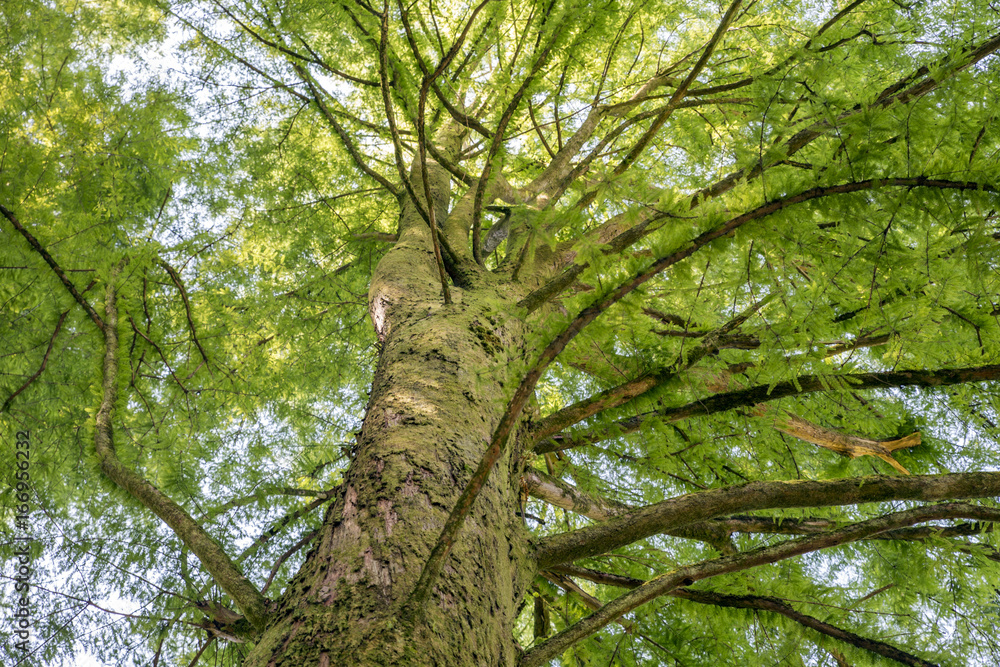 Fototapeta premium The big tree and big branch in Giorgia