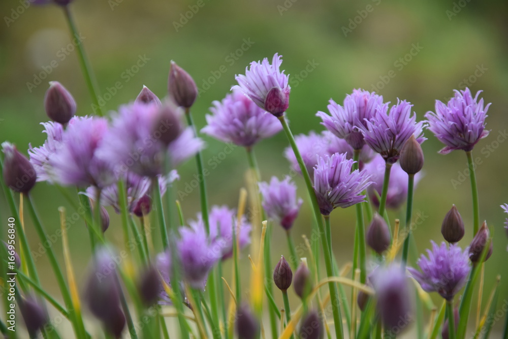 Ciboulette en fleur Ciboulette en fleur