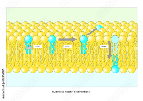 fluid mosaic model of a cell membrane