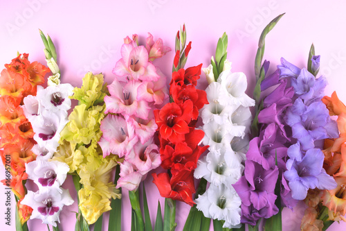 Fotografering Beautiful gladiolus flowers on trendy pink background.
