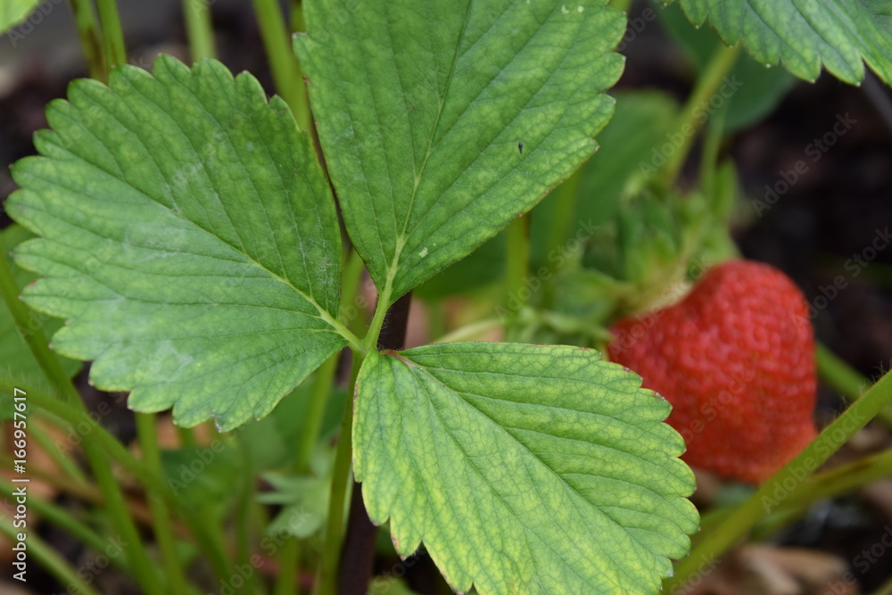 Feuille et fraise en arrière plan Feuille et fraise en arrière plan