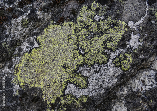 Beautiful lichen pattern on a gray stone. Close up. © Ольга Страхова