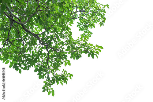 Green tree leaves and branches isolated on white background Fototapet